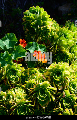 Jardin d'Alcatraz aeonium nasturtium orange fleurs fleurs fleur couleur coloré de l'île pénitentiaire prison color Banque D'Images