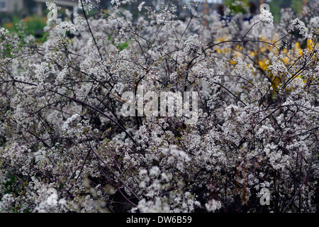 Anthriscus sylvestris ravenswing feuilles pourpres feuillages fleurs blanches fleurs vivaces à fleurs cow parsley parsleys Banque D'Images