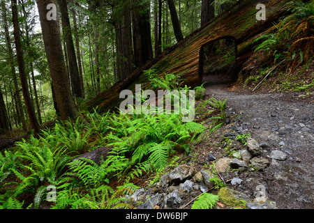 Arbre coupé à la section trail chemin à travers sous bois rouge arbres tronc del norte redwoods californie côtière Banque D'Images