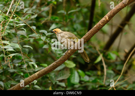 Belle tête de paille Bulbul Pycnonotus zeylanicus) (en thaï forest Banque D'Images