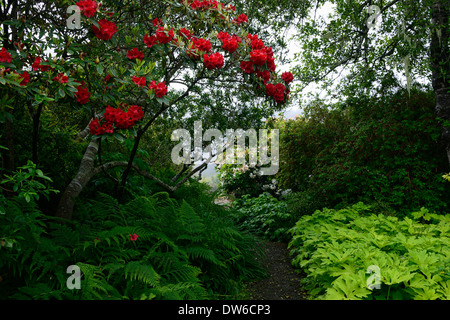 Vulcan RHODODENDRON Rhododendron Surfwood Pelasites palmatus Golden Palms fougères dryopteris jardins botaniques de Mendocino Banque D'Images