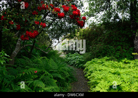 Vulcan RHODODENDRON Rhododendron Surfwood Pelasites palmatus Golden Palms dryopteris dilatata jardin ombragé par la mer mendocino Banque D'Images