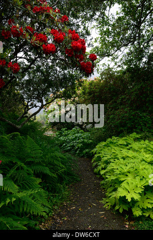 Vulcan RHODODENDRON Rhododendron Surfwood Pelasites palmatus Golden Palms dryopteris dilatata jardin ombragé par la mer mendocino Banque D'Images