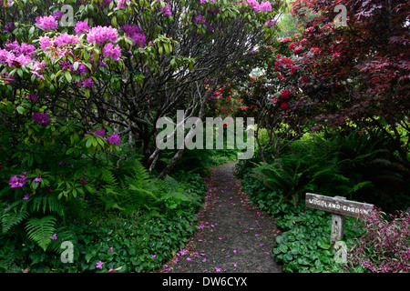 Anah Kruschke RHODODENDRON Rhododendron Vulcan dryopteris dilatata Maianthemum dilatatum jardins par la mer botanique Mendocino Banque D'Images