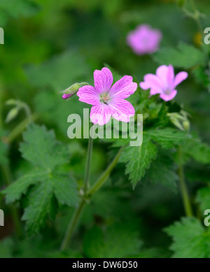 Geranium oxonianum claridge druce floraison fleurs roses géraniums vivaces plantes de couverture couvre-sol portraits gros plans Banque D'Images