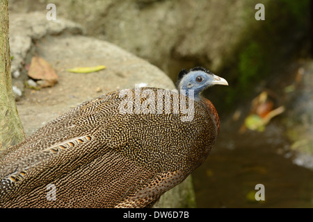 Très beau mâle (Argusianus argus argus) forest inThai Banque D'Images