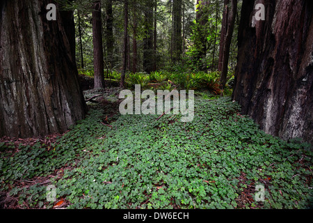 L'oxalide Oxalis oregana couvre-sol dense forêt couvre-sol marbre del norte redwood forest séquoias Banque D'Images