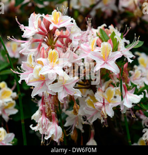 Rhododendron occidentale western azalea fleurs fleur rose blanc vert feuillage feuilles persistantes floraison arbre arbres Banque D'Images