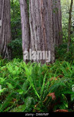 Sous-bois sol Del Norte Coast Redwood State Park épée Polystichum munitum Oxalis oregana séquoias côtiers Banque D'Images