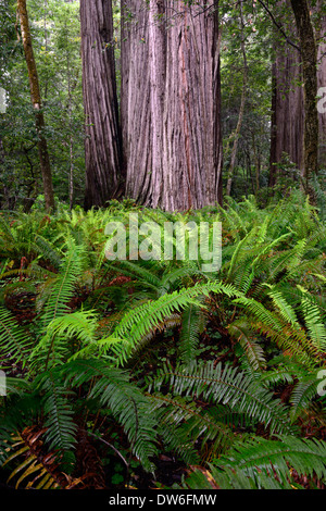 Sous-bois sol Del Norte Coast Redwood State Park épée Polystichum munitum Oxalis oregana séquoias côtiers Banque D'Images