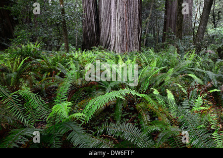 Sous-bois sol Del Norte Coast Redwood State Park épée Polystichum munitum Oxalis oregana séquoias côtiers Banque D'Images