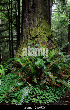 Sous-bois sol Del Norte Coast Redwood State Park épée Polystichum munitum Oxalis oregana séquoias côtiers Banque D'Images