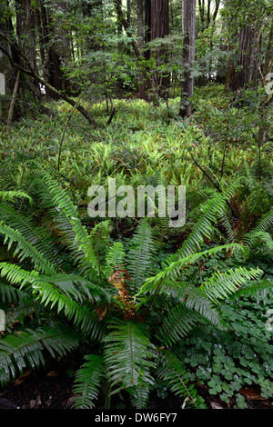 Sous-bois sol Del Norte Coast Redwood State Park épée Polystichum munitum Oxalis oregana séquoias côtiers Banque D'Images