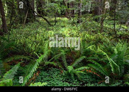 Sous-bois sol Del Norte Coast Redwood State Park épée Polystichum munitum Oxalis oregana séquoias côtiers Banque D'Images