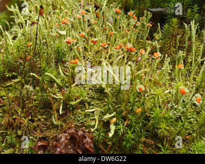 Tasse d'espèces de lichens Cladonia avec moss Banque D'Images