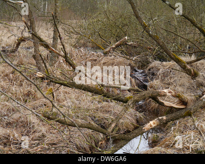 Coupe Beaver sur un saule dans une haute lande Banque D'Images