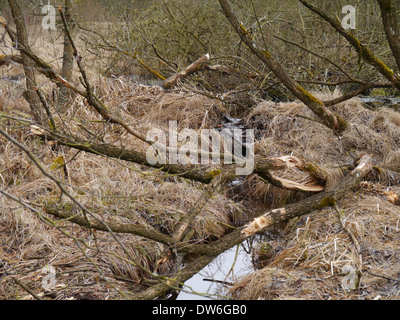 Coupe Beaver sur un saule dans une haute lande Banque D'Images