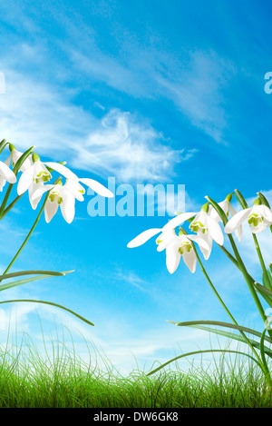 Perce-neige au printemps, l'herbe verte et ciel bleu Banque D'Images