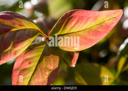 La Nandina domestica de nain 'Woods'. Sir Harold Hillier Gardens, New Hampshire. Banque D'Images