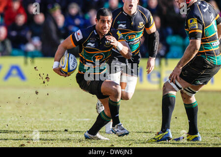 Northampton, en Angleterre. 1er mars 2014. Ken PISI de Northampton Saints sur la balle au cours de l'Aviva Premiership match entre Northampton Saints et Gloucester à Franklin's Gardens. Score final : Northampton Saints 39-13 Gloucester. Credit : Action Plus Sport Images/Alamy Live News Banque D'Images