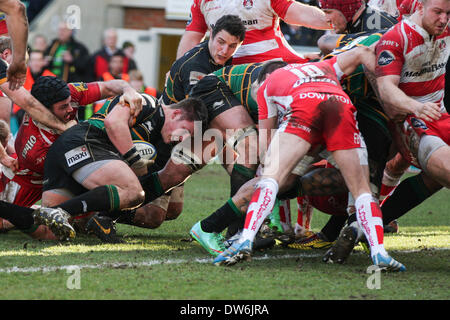 Northampton, en Angleterre. 1er mars 2014. Ethan WALLER de Northampton Saints pouvoirs vers la ligne de Gloucester au cours de l'Aviva Premiership match entre Northampton Saints et Gloucester Rugby à Franklin's Gardens. Credit : Action Plus Sport Images/Alamy Live News Banque D'Images