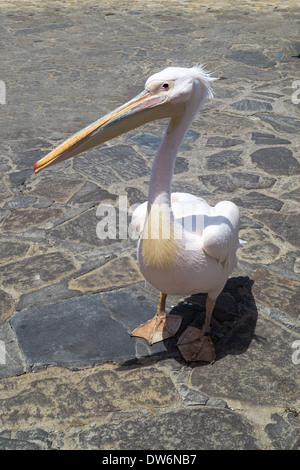 Le célèbre pélican de l'île de Mykonos en Grèce Banque D'Images