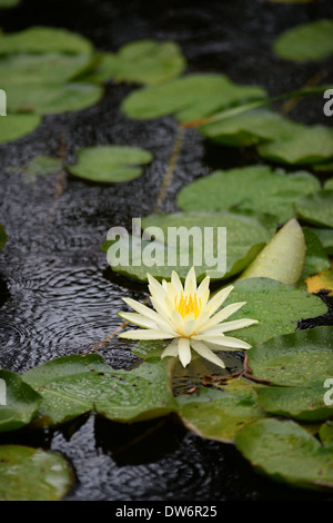 Un gros plan de nénuphars Banque D'Images