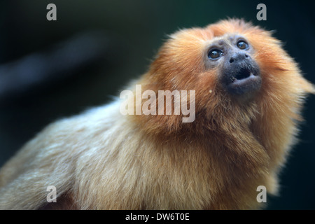 Un gros plan d'un Tamarin Doré Banque D'Images