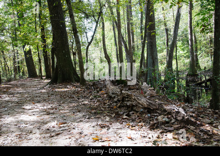 Paysage de la végétation du sous-étage de la d'un marécage dans le long du Mississippi à Natchez Trace Banque D'Images