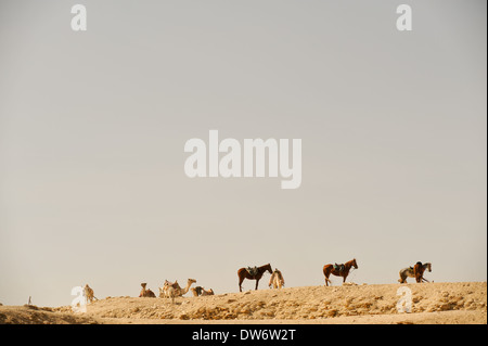 Des chevaux et des chameaux sur une colline près de la pyramide de Djoser à Saqqara, Egypte. Banque D'Images