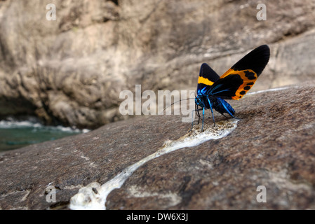 Papillon sur un rocher dans les contreforts de l'Himalaya au Népal. Banque D'Images