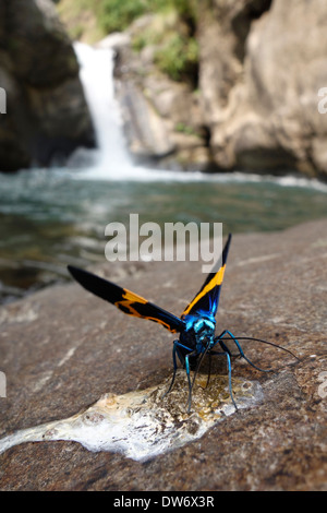 Papillon sur un rocher dans les contreforts de l'Himalaya au Népal. Banque D'Images