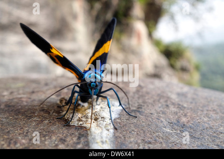 Papillon sur un rocher dans les contreforts de l'Himalaya au Népal. Banque D'Images