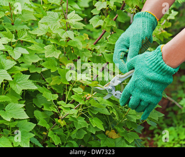 Mains avec jardin pruner dans le jardin. Libre. Banque D'Images