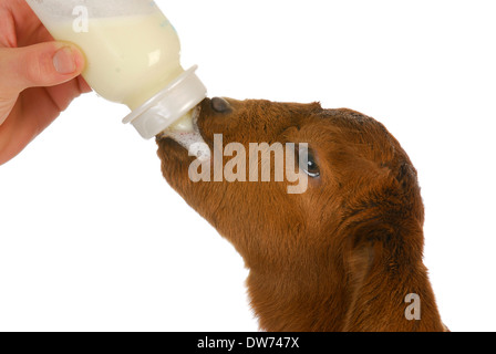 Biberon bébé - chèvre boer de l'Afrique du Sud enfant 4 jours Banque D'Images