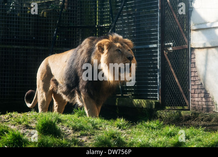 Lion mâle au Zoo de Chessington -1 Banque D'Images