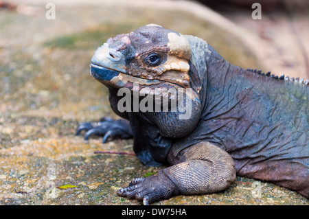 Un iguane rhinocéros (Cyclura cornuta) baigne dans la lumière du soleil sur un rocher au Zoo de Singapour. Banque D'Images