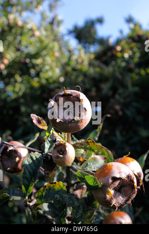 Néflier MESPILUS GERMANICA. MEDLAR néerlandais. MINSHULL LE CRABE. Néflier commun. UK. Banque D'Images