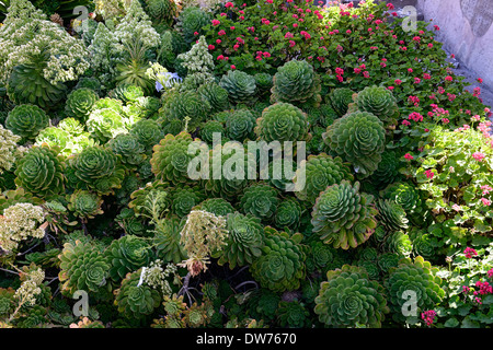 Jardin d'Alcatraz succulentes aeonium pelargonium rose Floraison fleurs fleur couleur coloré de l'île pénitentiaire prison color Banque D'Images