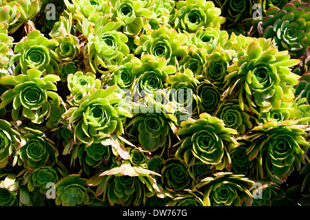 Jardin d'Alcatraz prison succulentes succulentes aeonium île pénitentiaire couleur coloré couleur Banque D'Images