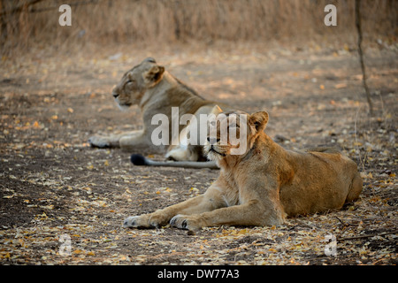 Les Jeunes lionceaux se détendre après l'eau potable. Banque D'Images