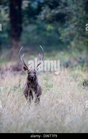 Chevreuil, Cerf Sambar mâle posant devant notre Jeep Safari et posant pour une image parfaite.. Banque D'Images