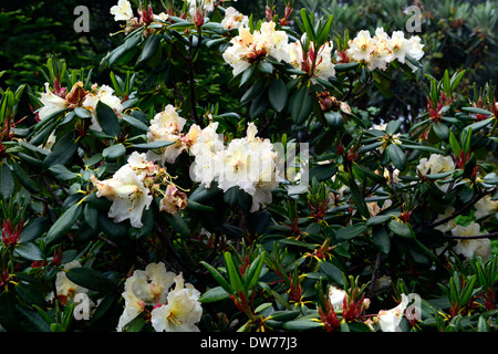 Rhododendron horizon monarch crème blanche fleurs plantes à feuillage vert feuilles sempervirentes arbre arbres Banque D'Images