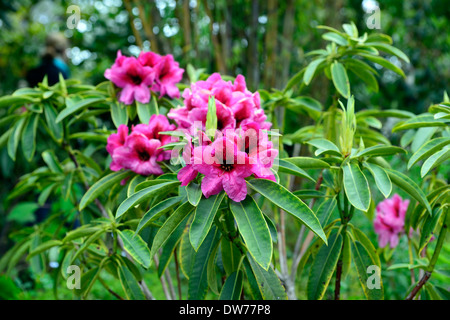 Rhododendron minuit rose pourpre fleurs plantes à feuillage vert feuilles sempervirentes arbre arbres Banque D'Images