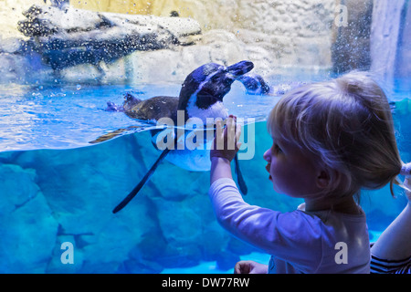 Girl et le pingouin à l'aquarium du zoo sous-marin Centre Commercial de Dubaï en Émirats Arabes Unis Banque D'Images
