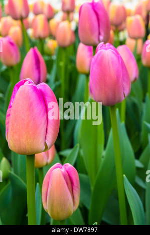 Tulipes roses et jaunes poussant sur le flowerbed Banque D'Images