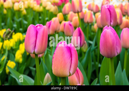 Tulipes roses et jaunes poussant sur le flowerbed Banque D'Images