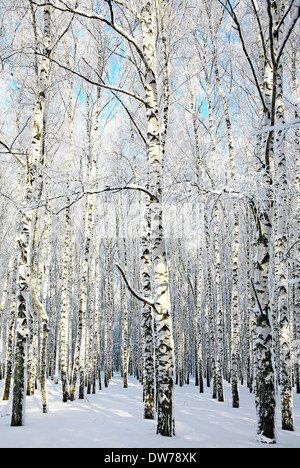 Allée couverte en hiver forêt de bouleaux Banque D'Images