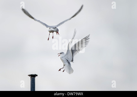 Une paire de mouettes ayant une altercation dans l'air de Mumbles, Swansea, Royaume-Uni. Banque D'Images