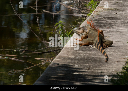 Iguane vert sur un dock - Iguana iguana Banque D'Images